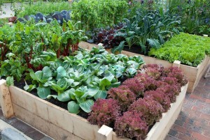 Vegetable Garden with Lettuces