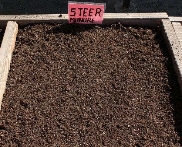 How Much Steer Manure to Add to Soil 