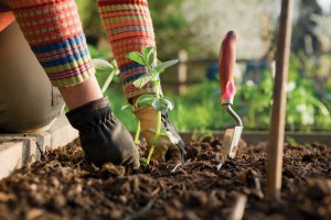 residential-gardening