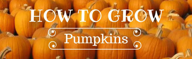 grow pumpkins for the next halloween