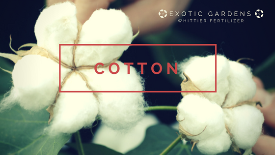 grow cotton in your garden