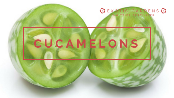 gor cucamelons in your garden