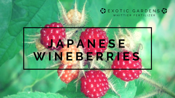 grow japanese wine berries in your garden