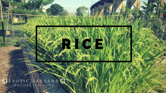 grow rice in your garden