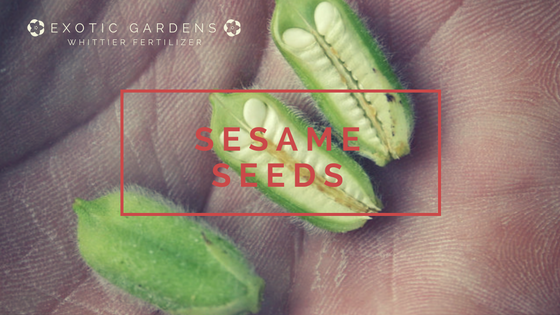 gorw sesame seeds in your garden