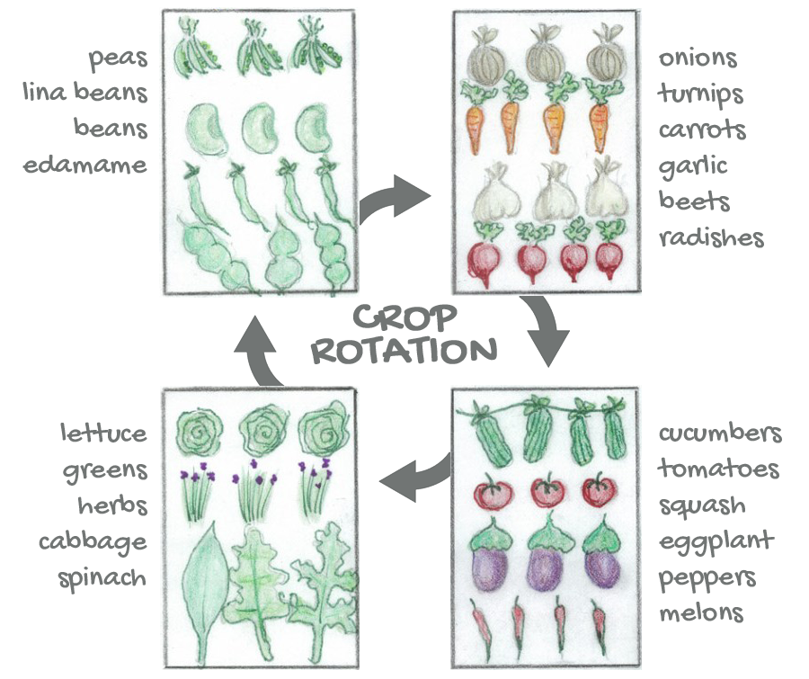 Printable Crop Rotation Chart