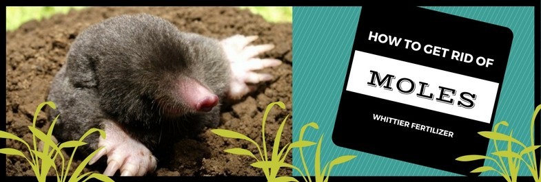 Get Rid of Moles