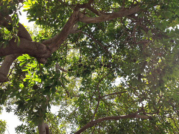 fruit trees in the tropical rainforest